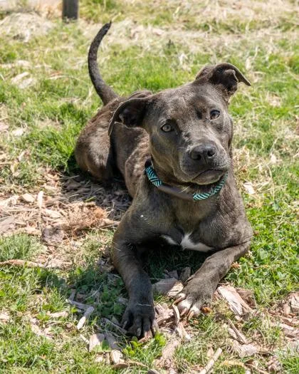 A young medium-sized female Mixed Breed dog named Bedelia for adoption in Chamblee, GA