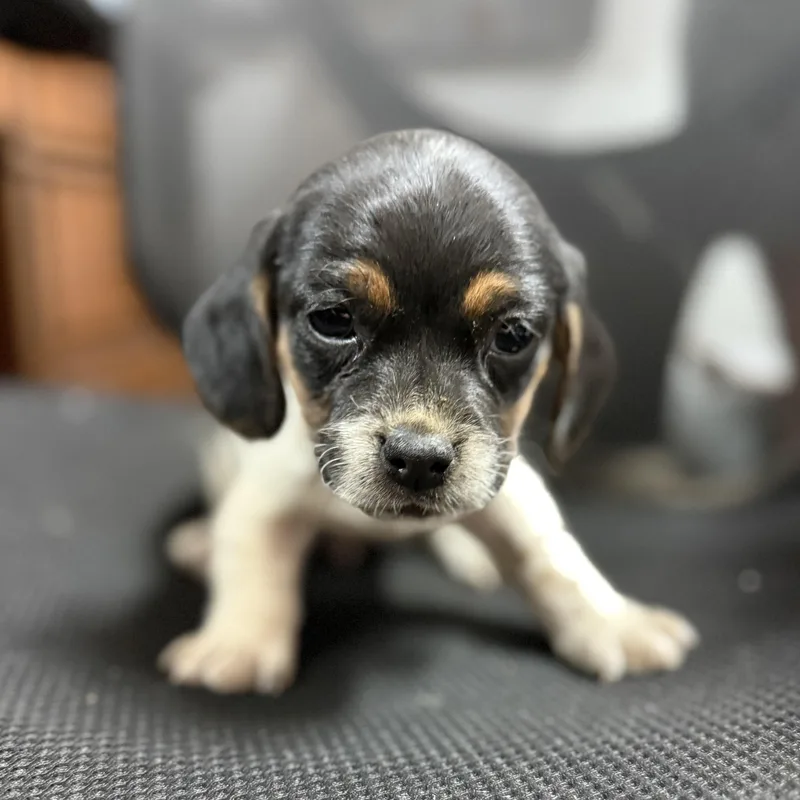 Cfa Sauce thumbnail 2