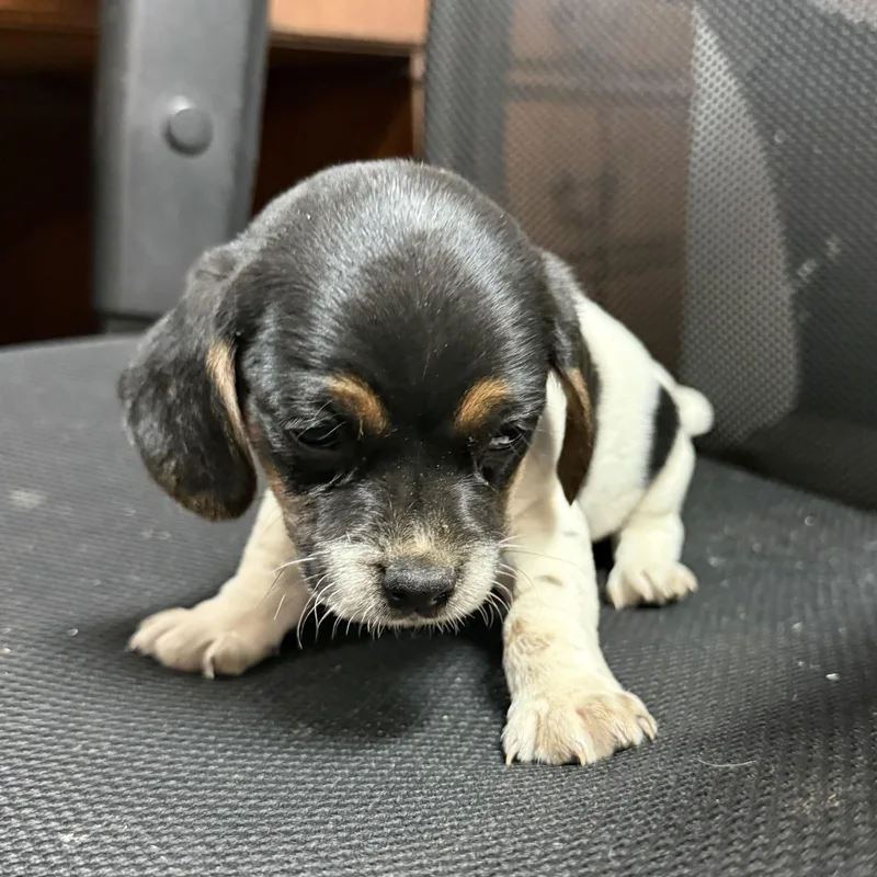 Cfa Sauce thumbnail 3