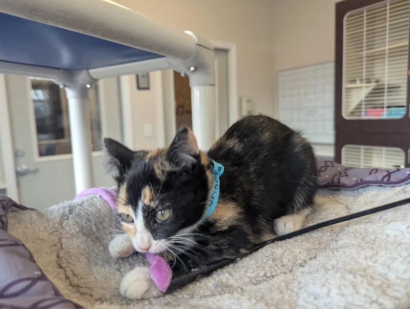 A young medium-sized female Orange / Red Domestic Short Hair cat named Brianna for adoption in Buena Vista, CO