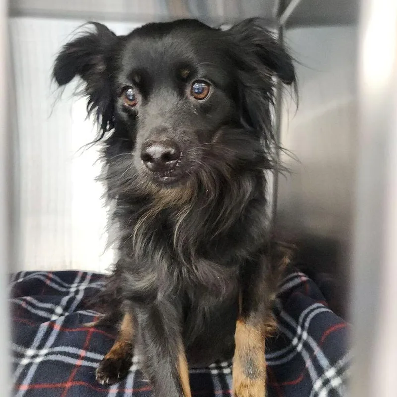 An adult small-sized male Black Spaniel dog named Fluffy for adoption in Kingman, AZ