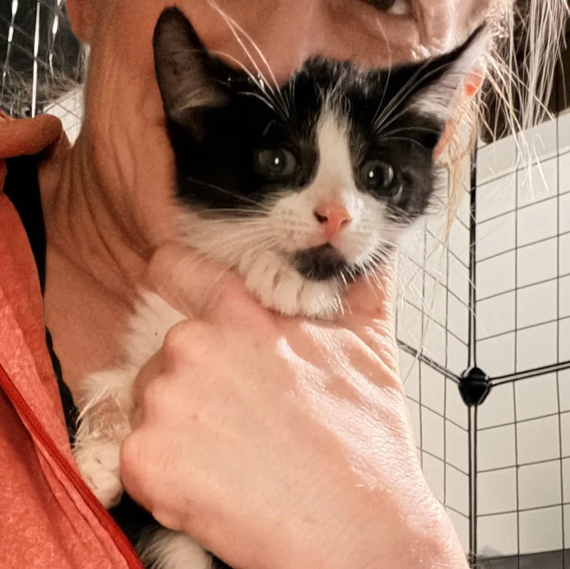 A baby medium-sized female Tuxedo cat named Mowgli for adoption in Newark valley, NY