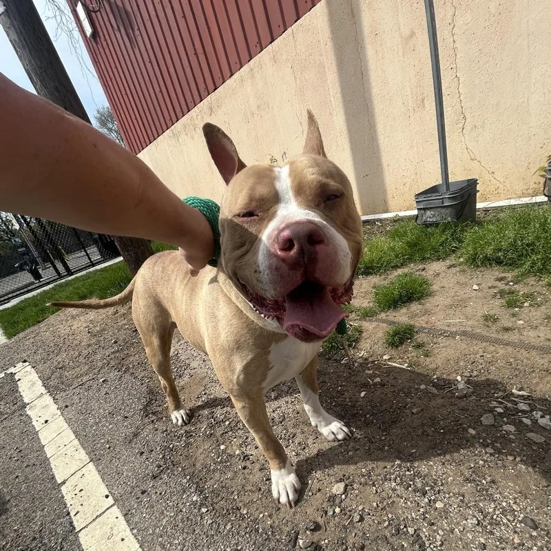 An adult large-sized male Yellow / Tan / Blond / Fawn Mixed Breed dog named Gianni for adoption in Philadelphia, PA