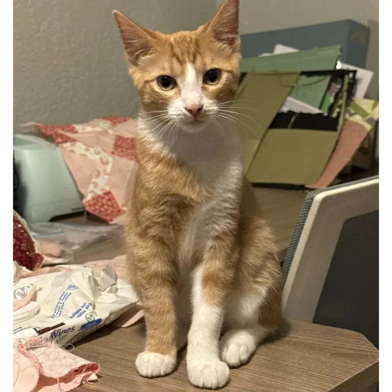 A baby small-sized male Orange & White Domestic Short Hair cat named Nehi for adoption in Sedalia, MO