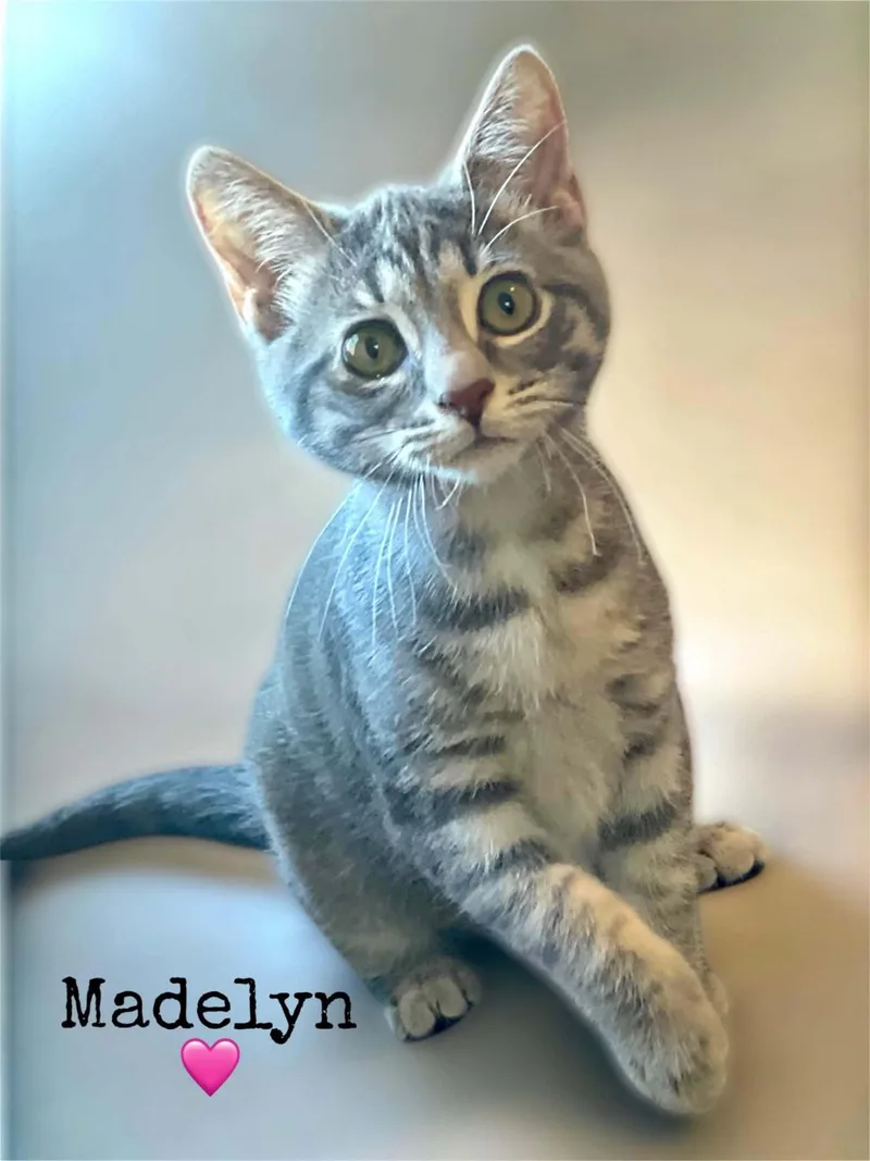 A baby medium-sized female Tabby (Gray / Blue / Silver) Domestic Short Hair cat named Madelyn for adoption in Dansville, NY