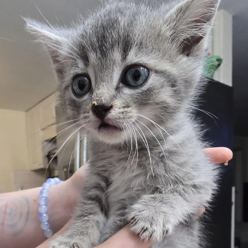 A baby small-sized female Gray / Blue / Silver Domestic Short Hair cat named Courtney In Chestertown for adoption in Alexandria, VA