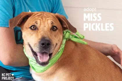 An adult large-sized female Yellow / Tan / Blond / Fawn Mixed Breed dog named Miss Pickles for adoption in Kansas City, MO