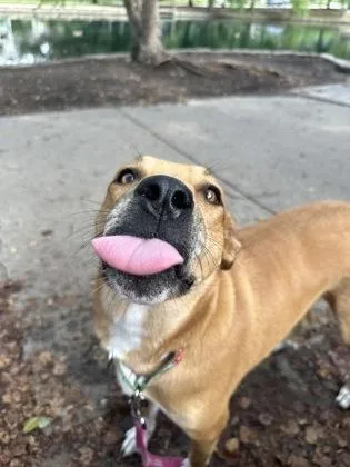 Miss Pickles thumbnail 2