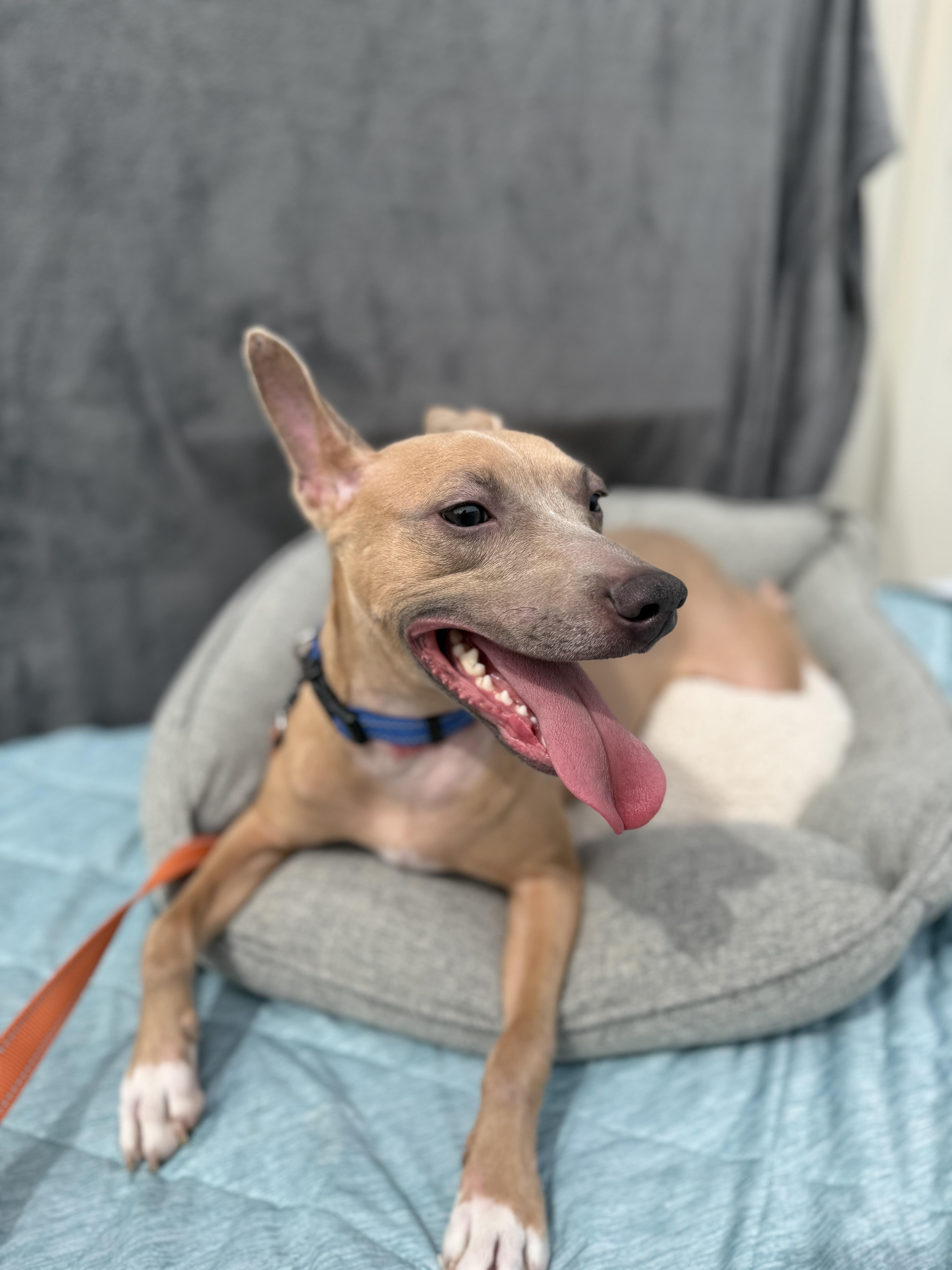 An adult medium-sized male Yellow / Tan / Blond / Fawn Feist dog named Ace for adoption in Baton Rouge, LA