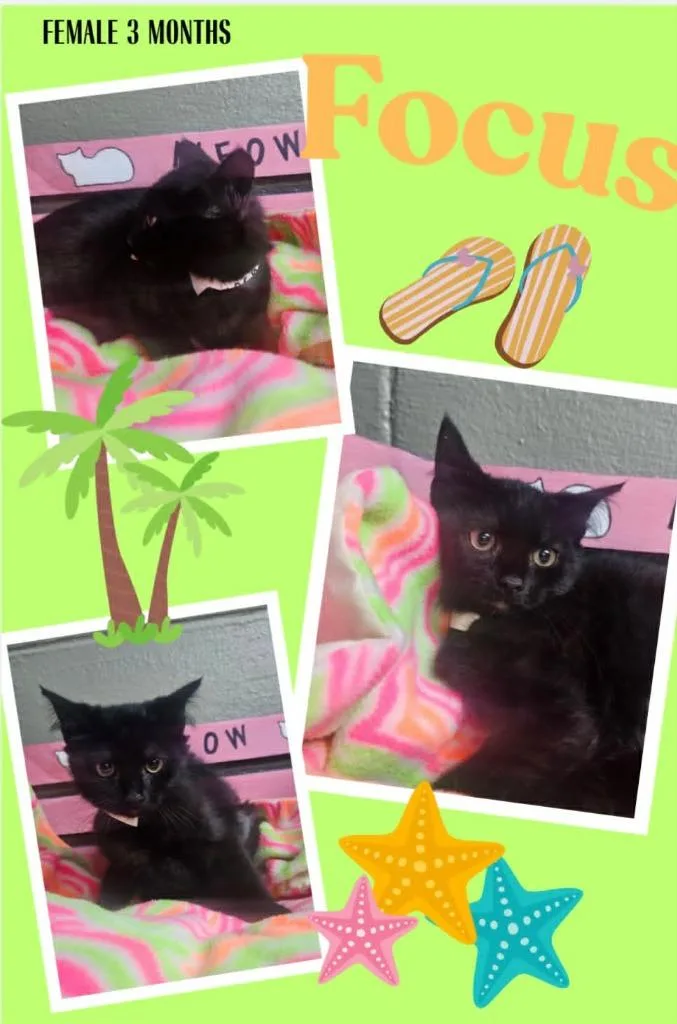 A baby small-sized female Domestic Short Hair cat named Focus for adoption in Blountville, TN