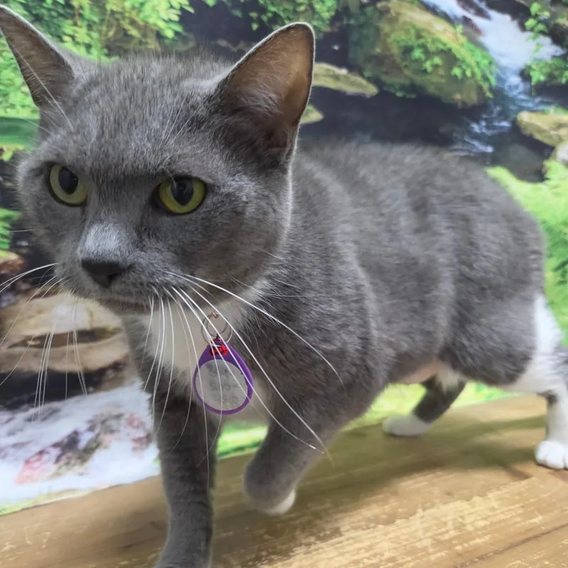 A senior large-sized female Gray / Blue / Silver Domestic Short Hair cat named Bootsie for adoption in Normal, IL