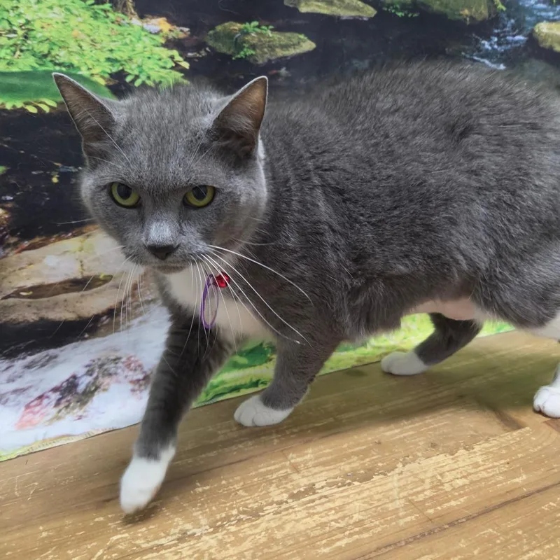 Bootsie thumbnail 2