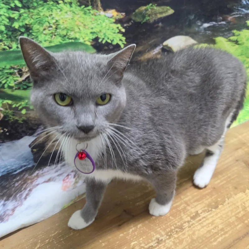 Bootsie thumbnail 3