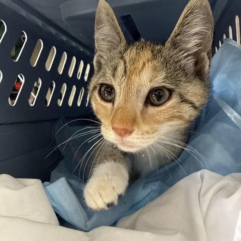 A baby small-sized female Calico Domestic Short Hair cat named Scots for adoption in Lauderhill, FL