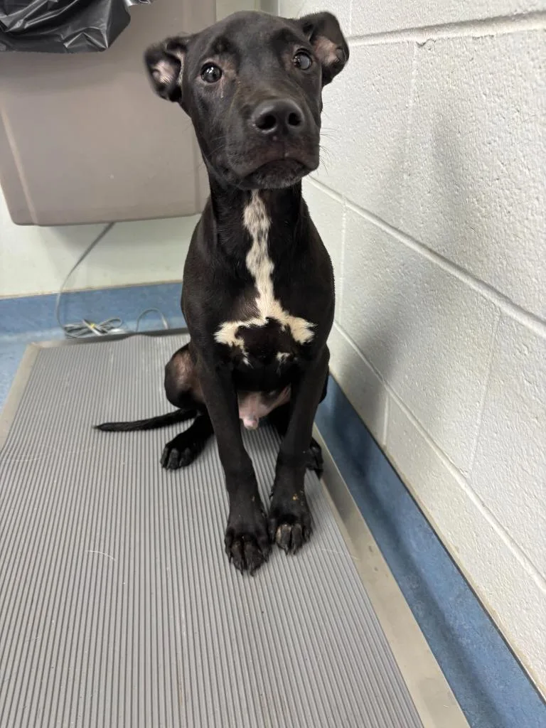 A baby medium-sized male Hound dog named Porthos for adoption in Findlay, OH