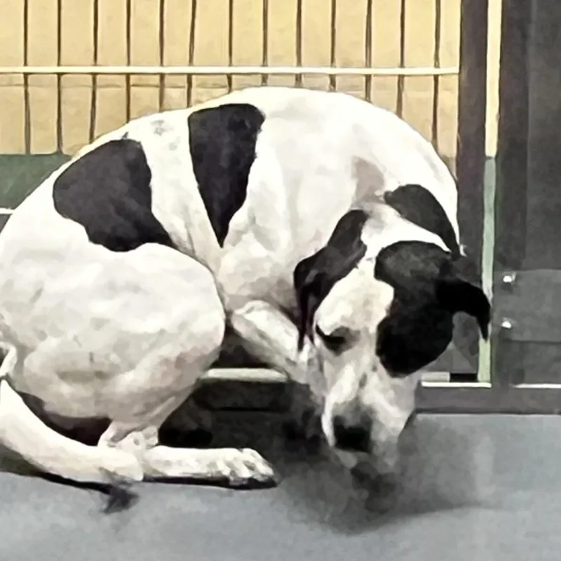 An adult medium-sized female White / Cream Mixed Breed dog named Spot for adoption in Memphis, TN