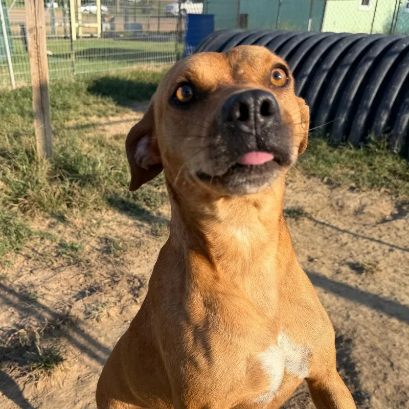 An adult medium-sized male Yellow / Tan / Blond / Fawn Mountain Cur dog named Boston for adoption in West Point, MS