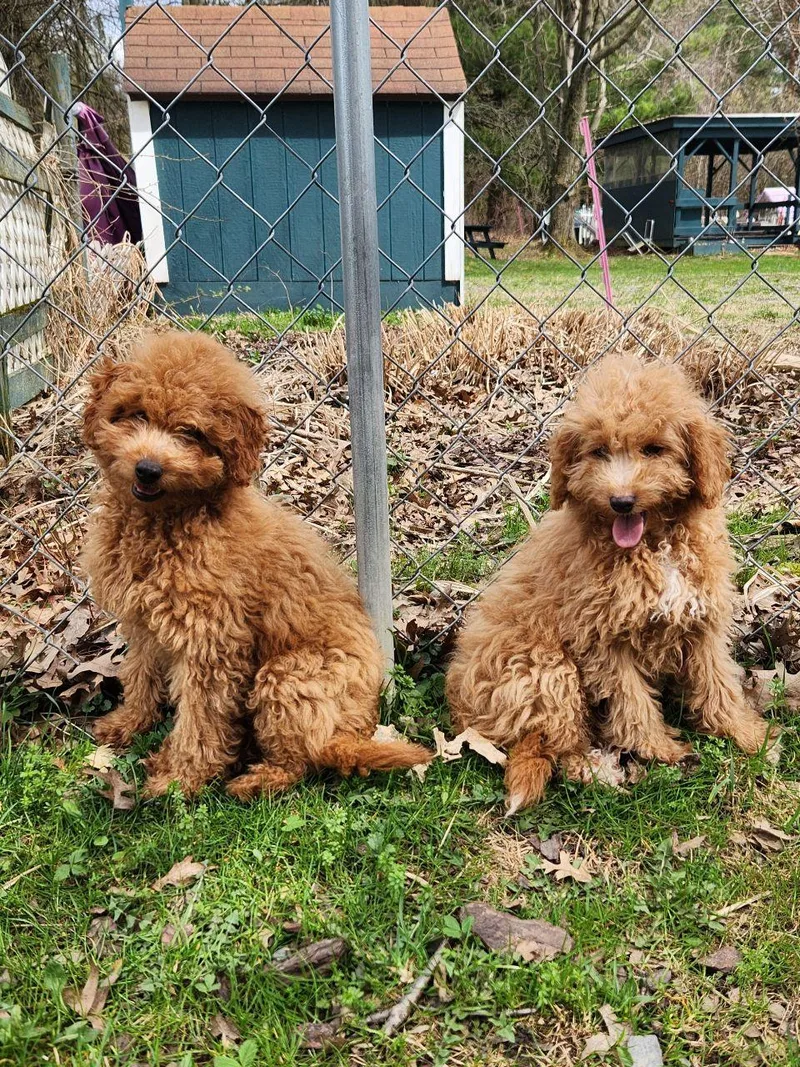 A baby small-sized male Miniature Poodle dog named Mickey for adoption in Trumansburg, NY