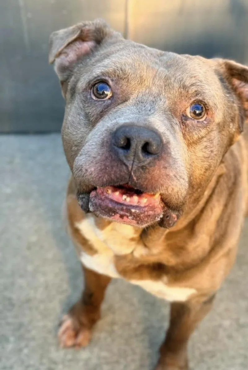 An adult medium-sized male Brindle Pit Bull Terrier dog named Ludwig for adoption in Chicago, IL