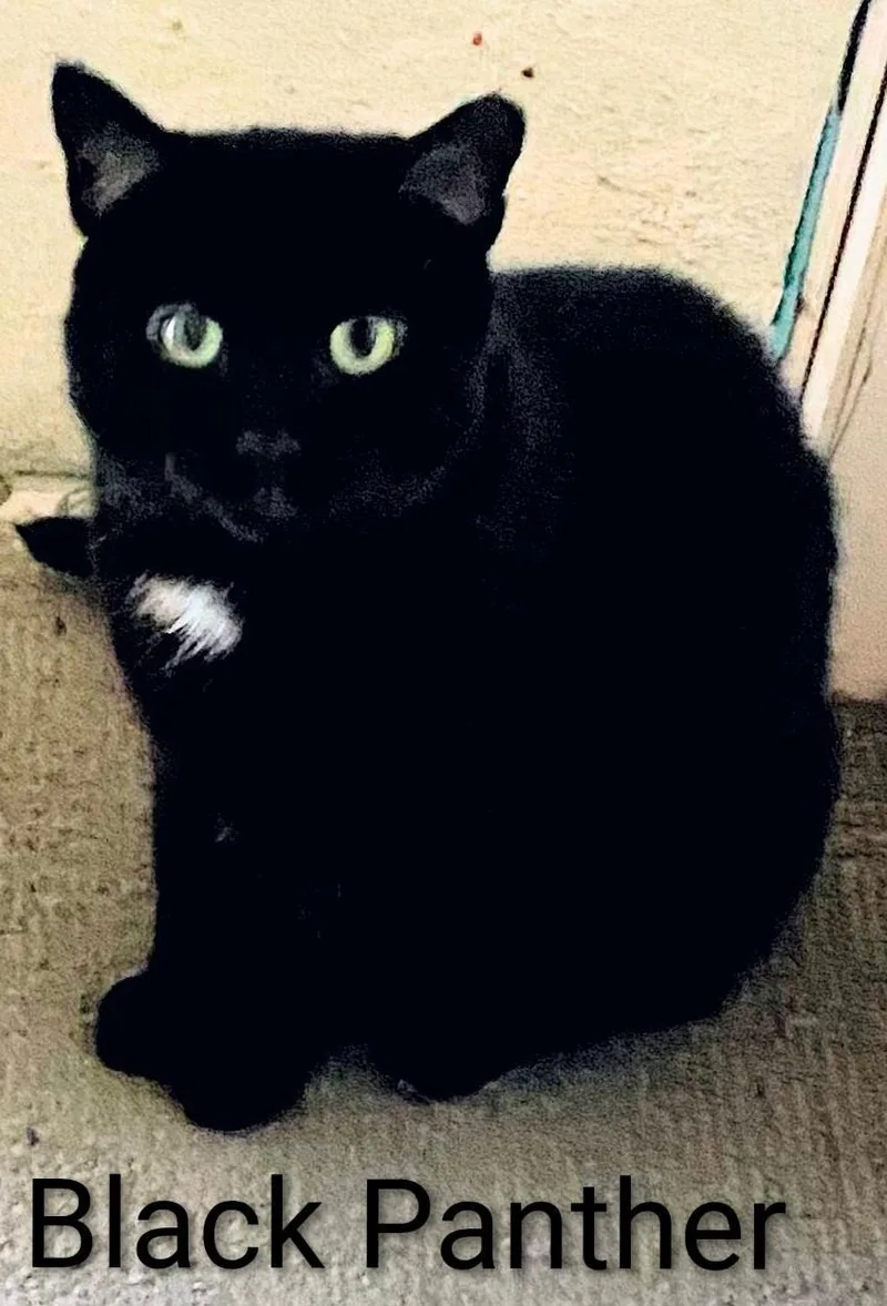 Black Panther thumbnail 2