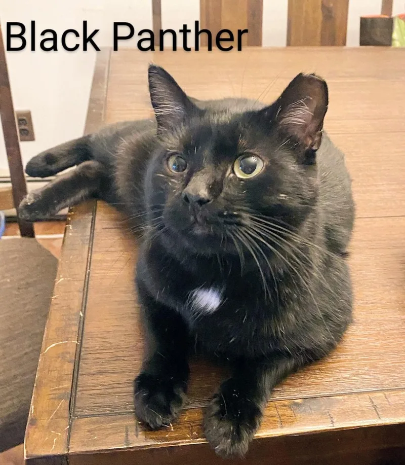 Black Panther