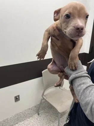 An adult medium-sized male Mixed Breed dog named Tanzania for adoption in Atlanta, GA