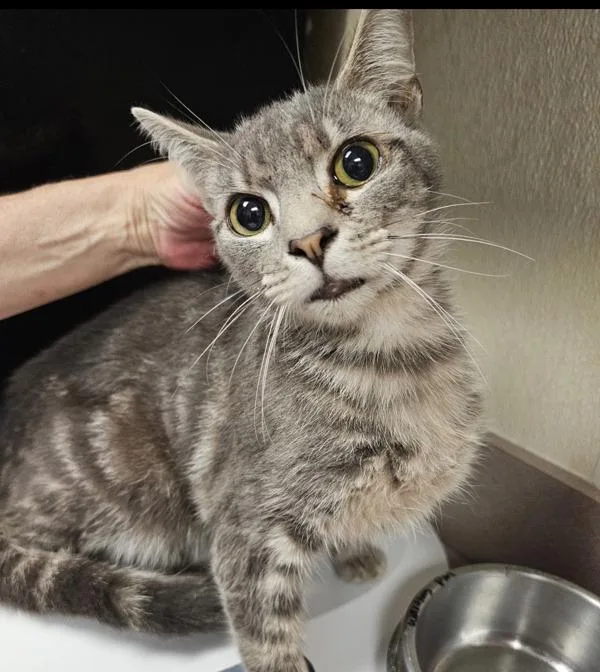 An adult medium-sized male Domestic Short Hair cat named Carlisle for adoption in Salisbury, MD