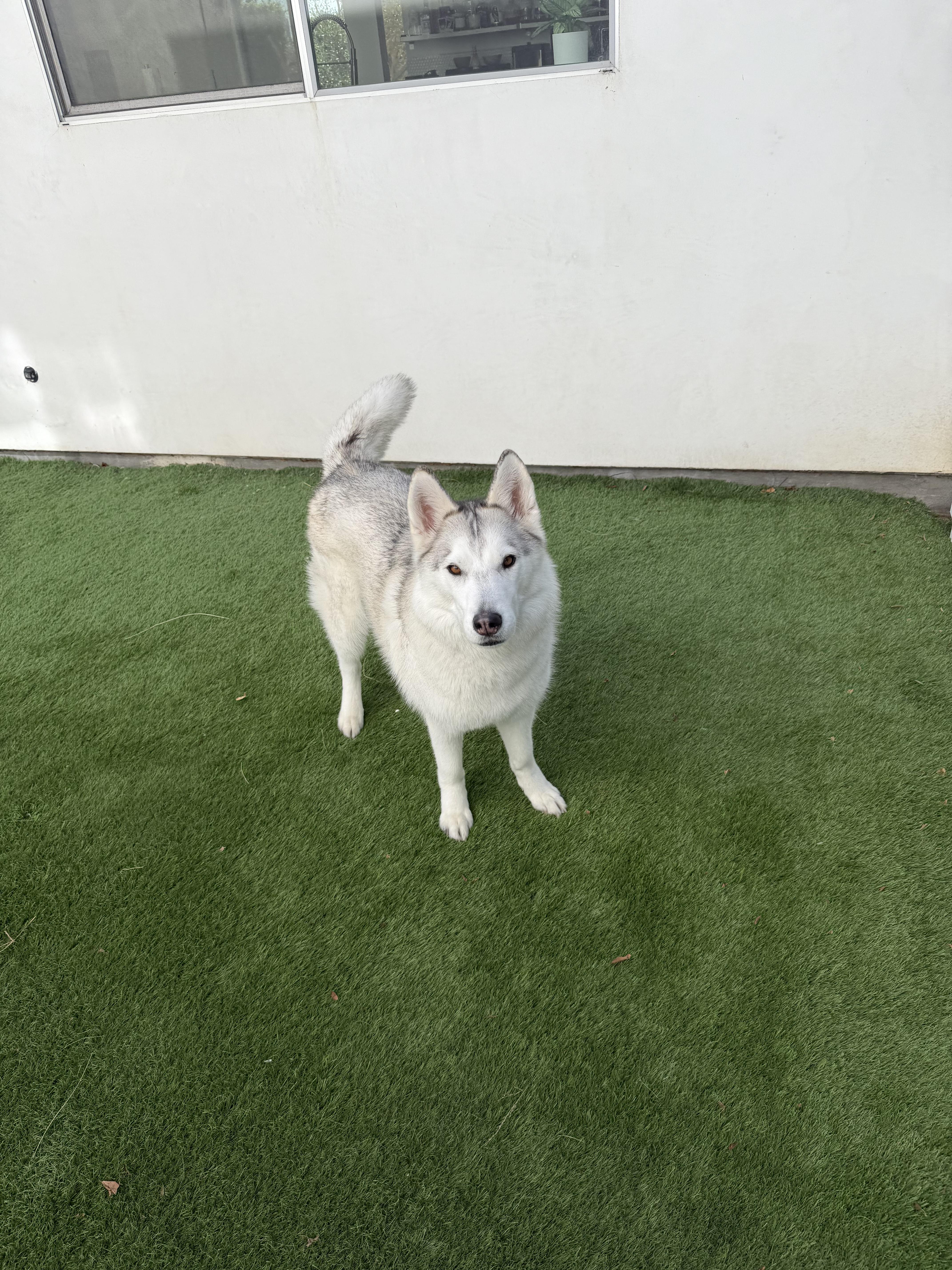 An adult medium-sized female Siberian Husky dog named Margot for adoption in Studio City, CA