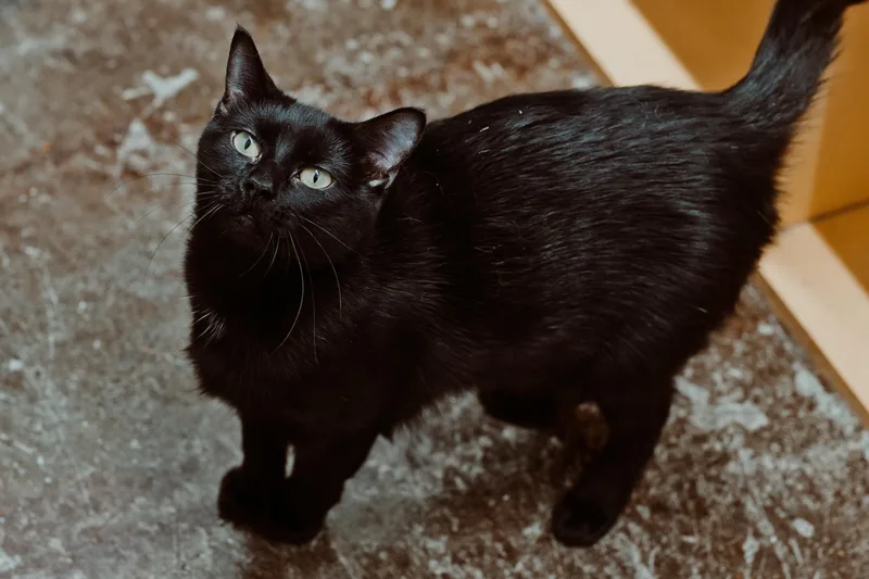 An adult medium-sized male Domestic Short Hair cat named Toto for adoption in Le Mars, IA