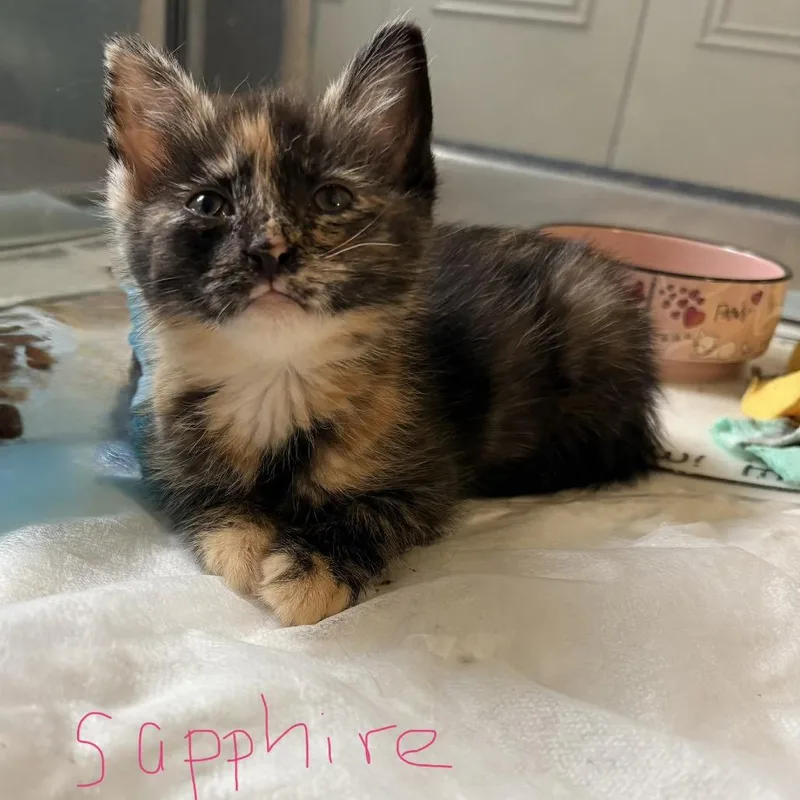 A baby small-sized female Tortoiseshell Domestic Short Hair cat named Sapphire for adoption in Bel Air, MD