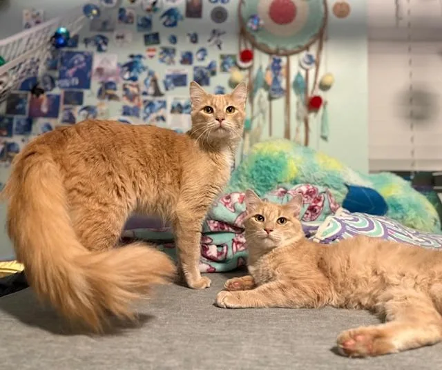 Copy And Paste thumbnail 2