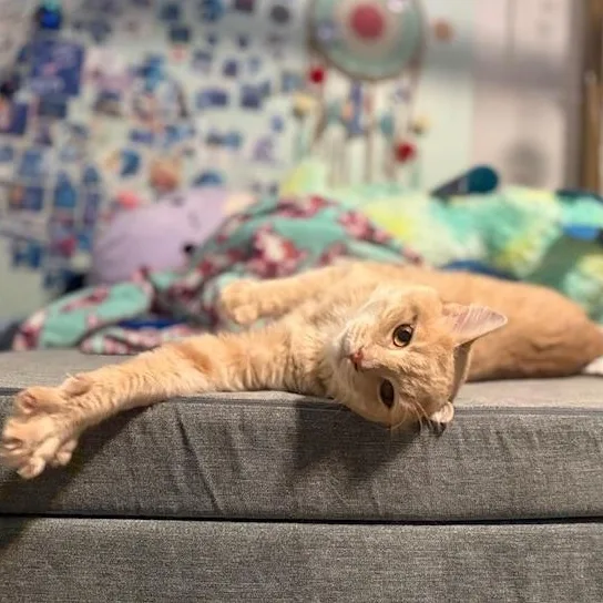 Copy And Paste thumbnail 3