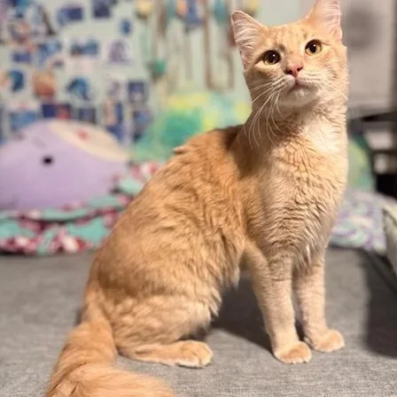 Copy And Paste thumbnail 5