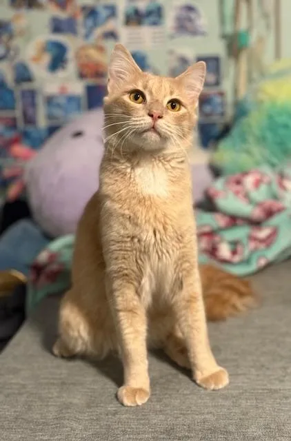 Copy And Paste thumbnail 6