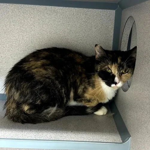 An adult small-sized female Black Domestic Short Hair cat named Marjan for adoption in Marshalltown, IA