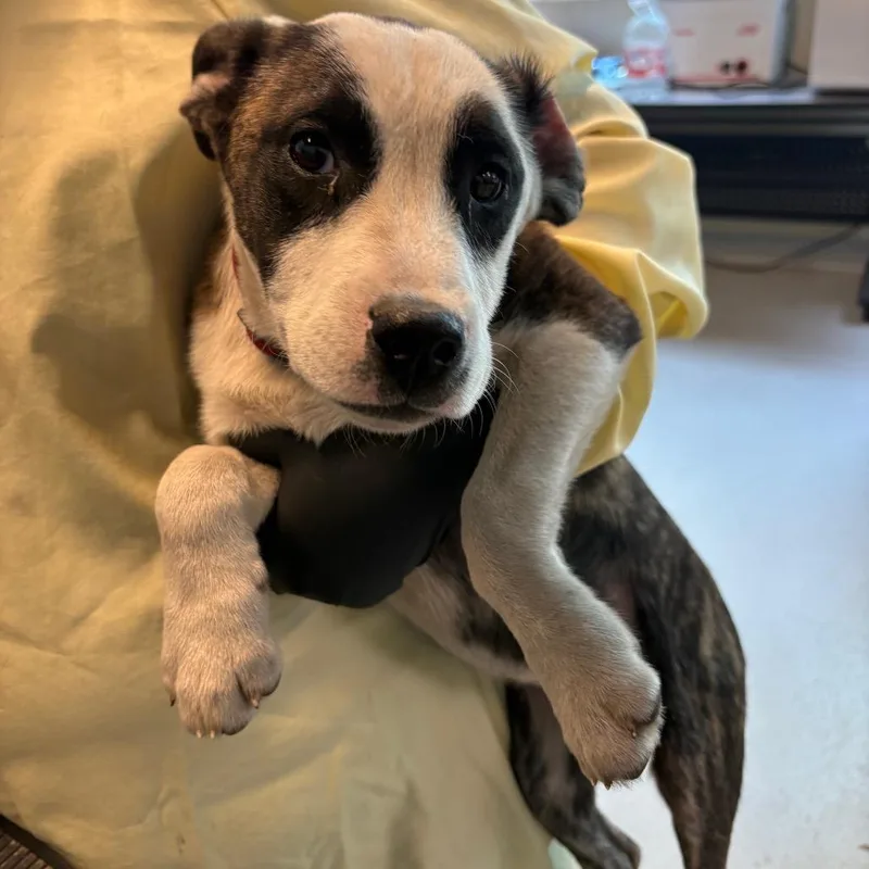 A baby small-sized female Brindle Mixed Breed dog named Sallie for adoption in Huntington, WV