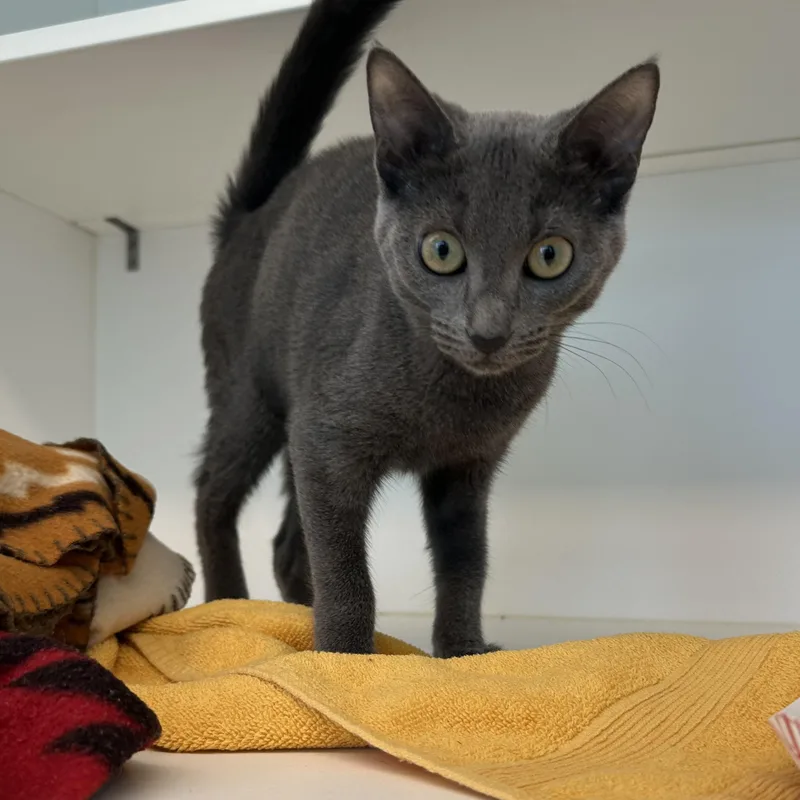 A baby medium-sized female Gray / Blue / Silver Domestic Short Hair cat named Chicken Chalupa for adoption in Manassas, VA