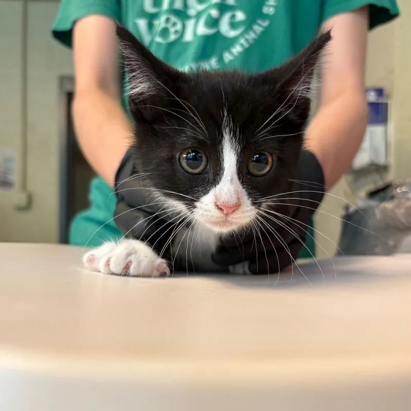 A baby small-sized female Black Domestic Short Hair cat named Starburst for adoption in Huntington, WV