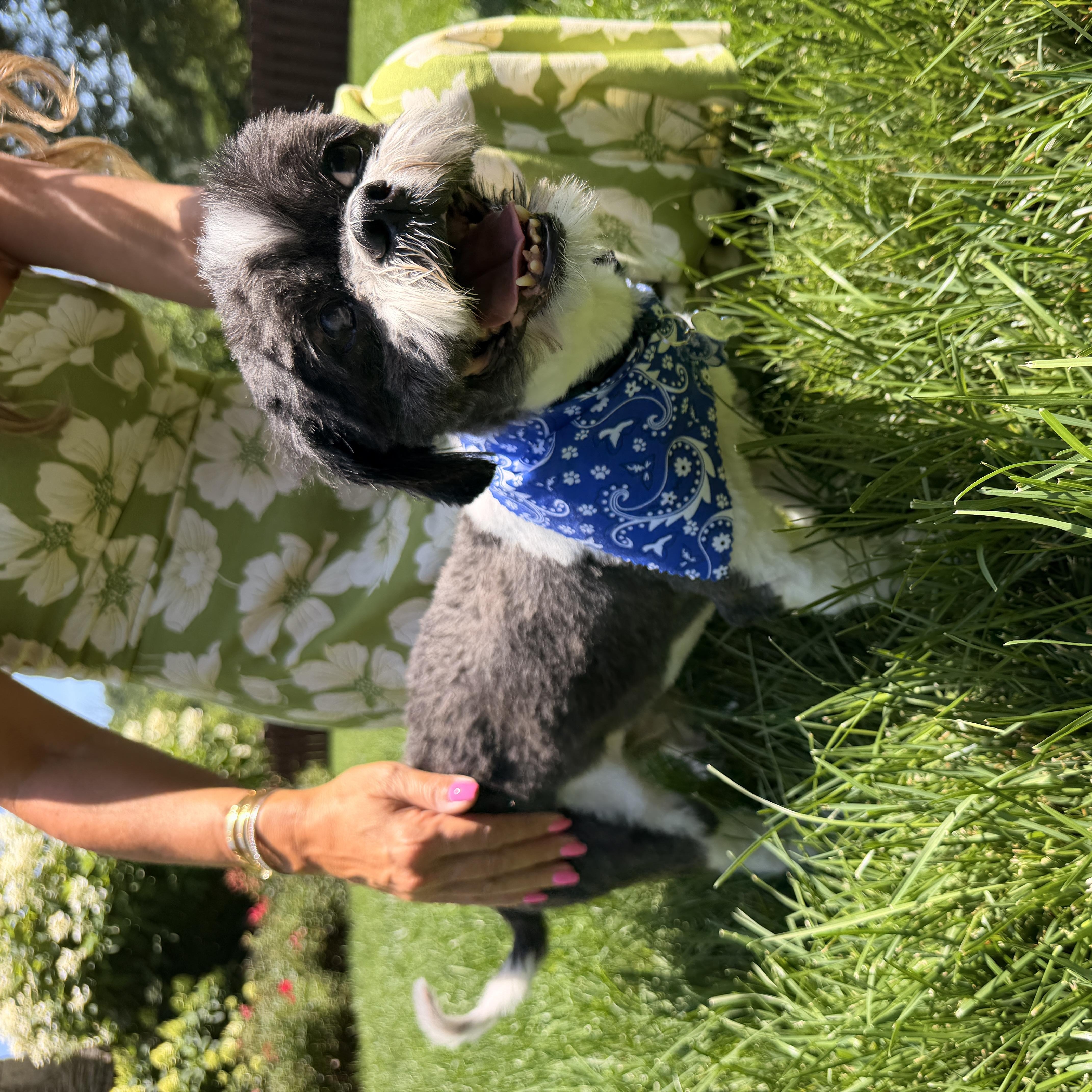An adult small-sized male Shih Tzu dog named Dixon for adoption in Thornwood, NY