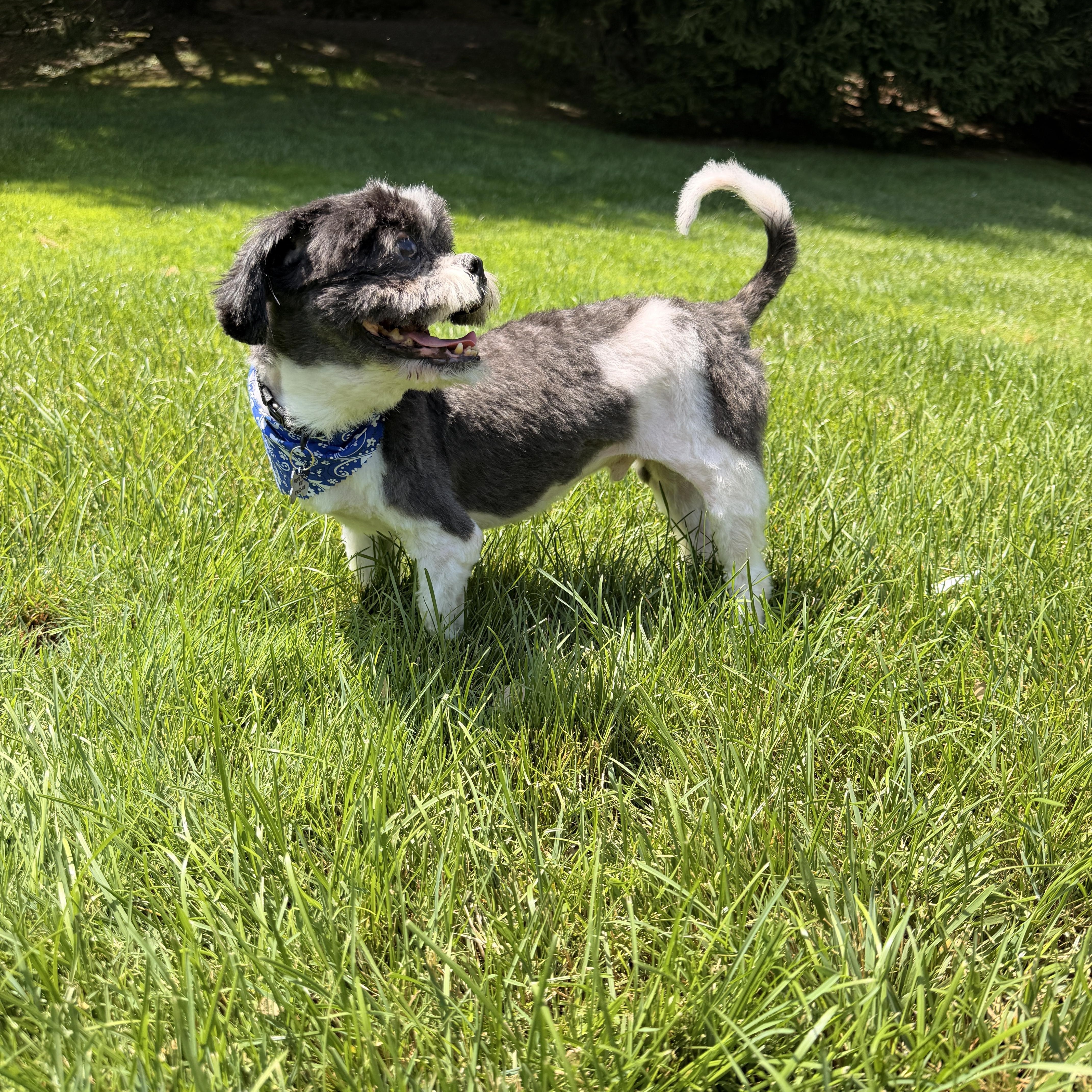 Dixon thumbnail 6