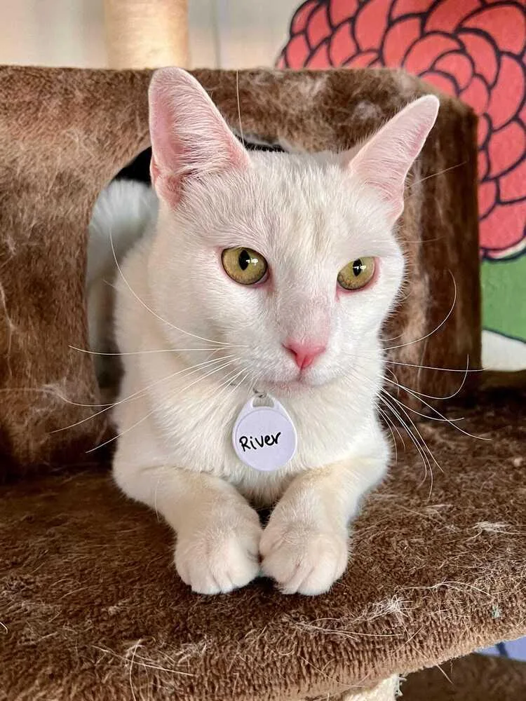An adult medium-sized male White Domestic Short Hair cat named River for adoption in tucson, AZ