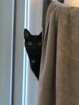 A young medium-sized female Domestic Short Hair cat named Moon for adoption in Denton, TX