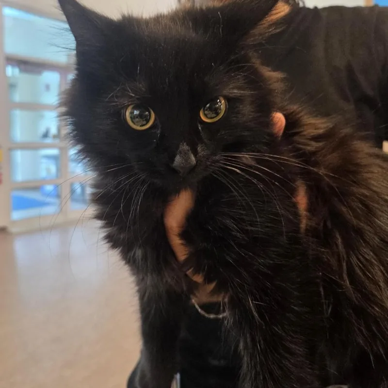 A young medium-sized male Domestic Medium Hair cat named Nightshade for adoption in Saint Louis, MO