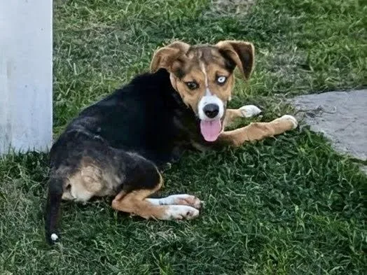 A young medium-sized female Brown / Chocolate Hound dog named Essence for adoption in Paramus, NJ