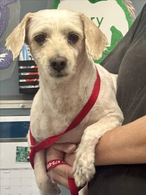 An adult small-sized male Cocker Spaniel dog named Cheddar for adoption in San Bernardino, CA
