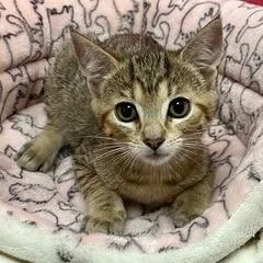 A baby medium-sized male Tabby (Brown / Chocolate) Tabby cat named Hammerhead for adoption in Green Valley, AZ