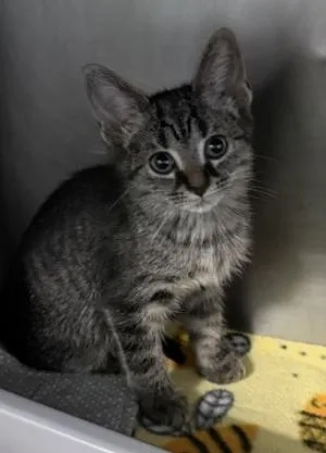 A baby small-sized female Domestic Short Hair cat named Scorpion Pepper for adoption in Marshall, NC
