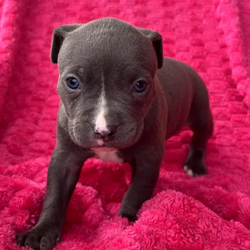 Daffodil thumbnail 2