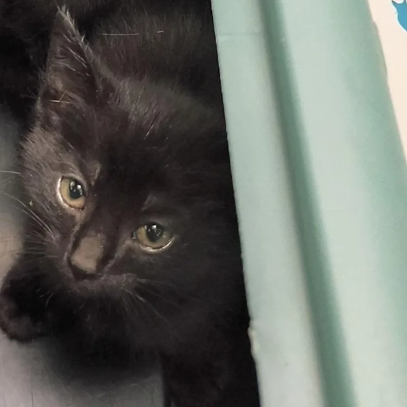 A baby small-sized male Black Domestic Short Hair cat named Ecru for adoption in Lynchburg, VA