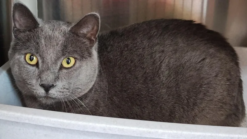 An adult medium-sized male Gray / Blue / Silver Domestic Short Hair cat named Smokey for adoption in Wahpeton, ND